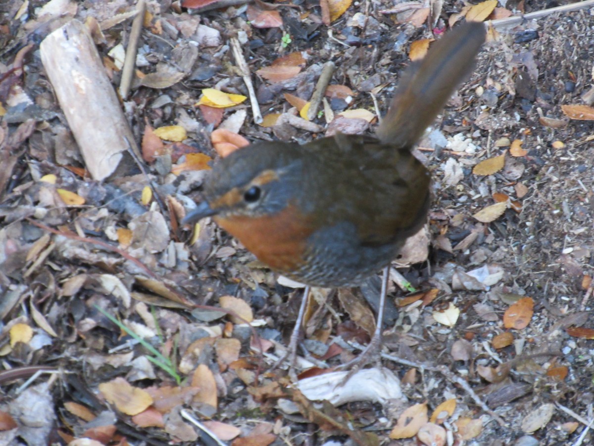 Chucao Tapaculo - ML218086721