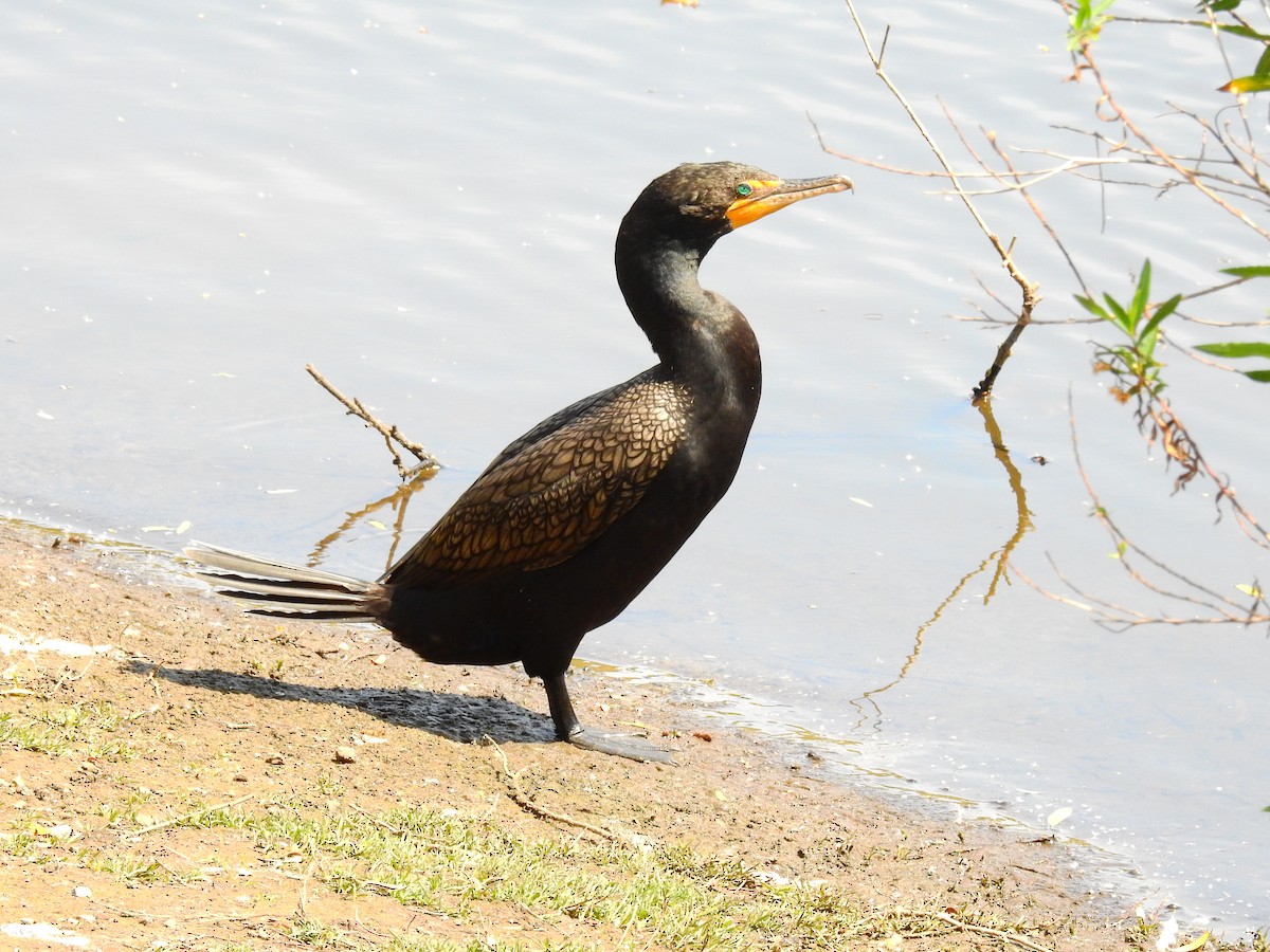 Double-crested Cormorant - Chuck Schussman