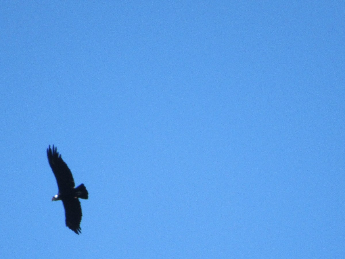 Condor des Andes - ML218087441