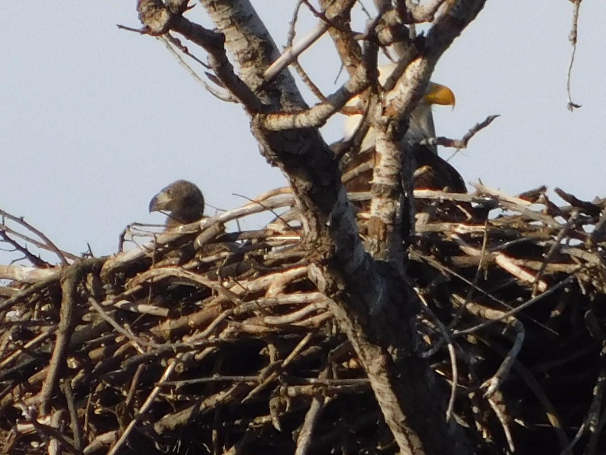 Weißkopf-Seeadler - ML218088381