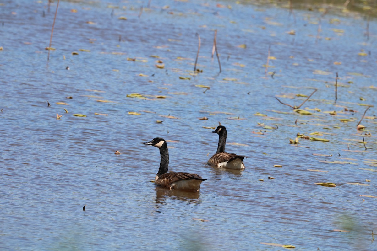 Barnacla Canadiense Grande - ML218089081