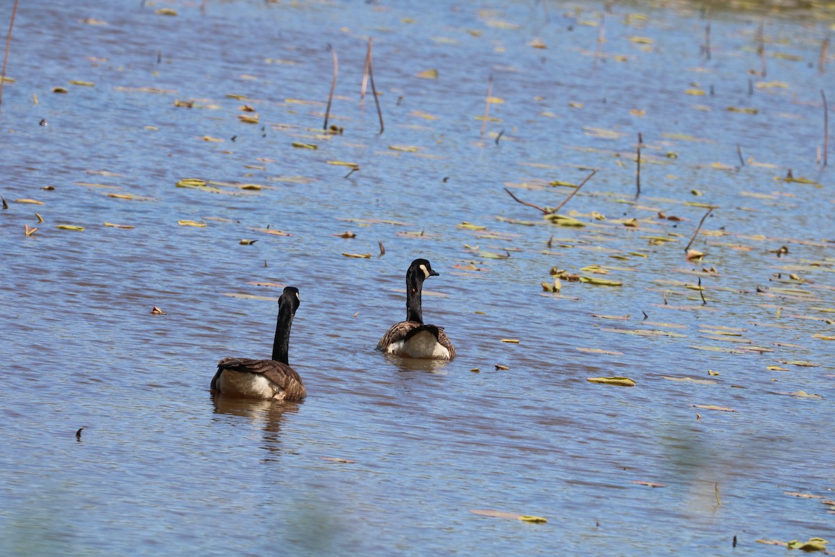 Canada Goose - ML218089101