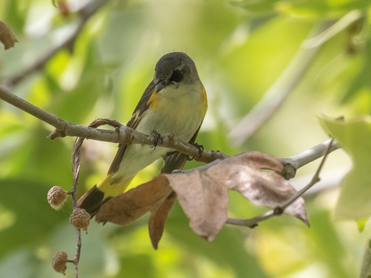 American Redstart - ML218091671