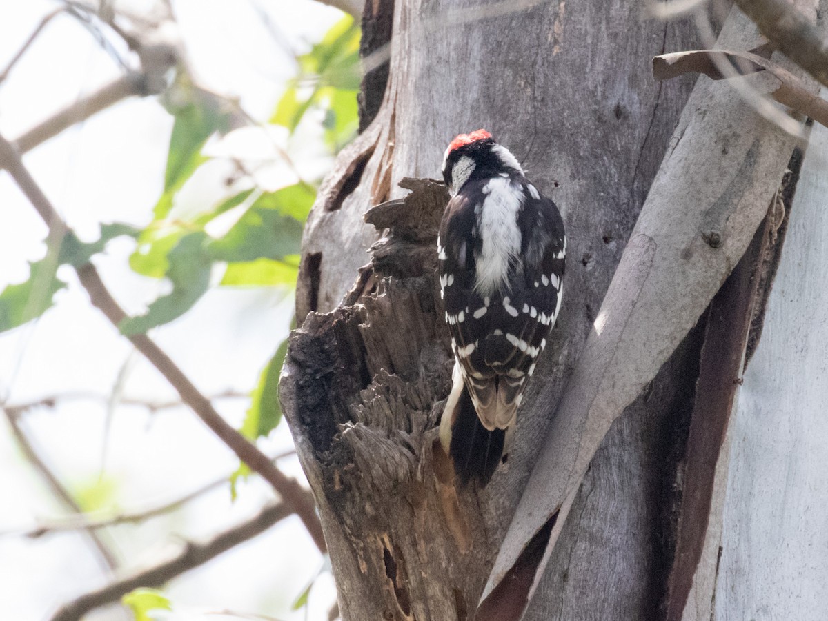 Downy Woodpecker (Pacific) - ML218091721