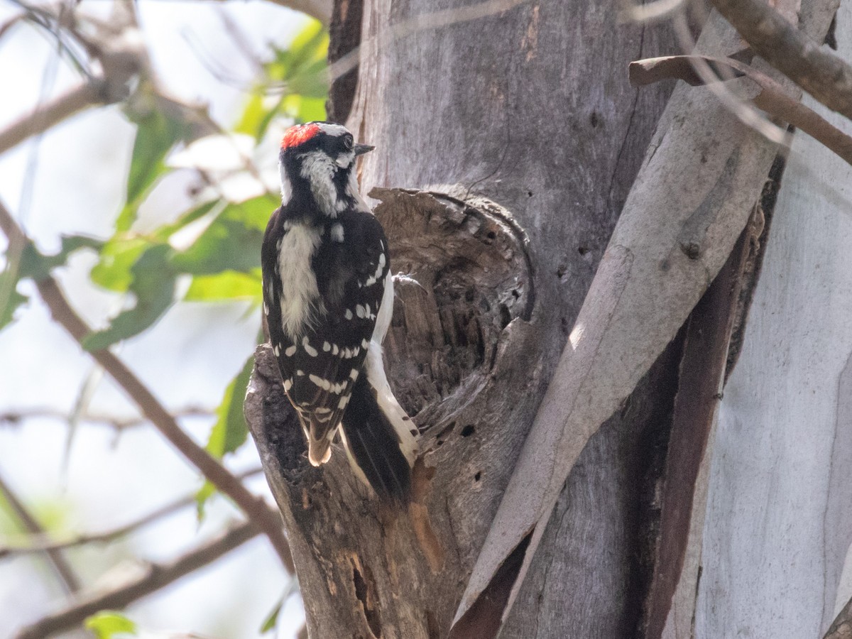 Downy Woodpecker (Pacific) - ML218091731