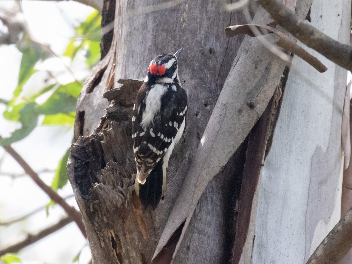Downy Woodpecker (Pacific) - ML218091741