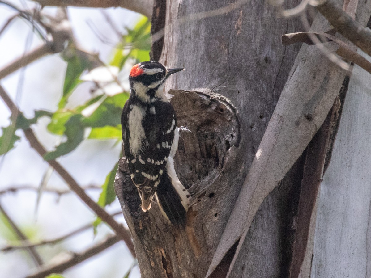 Downy Woodpecker (Pacific) - ML218091751