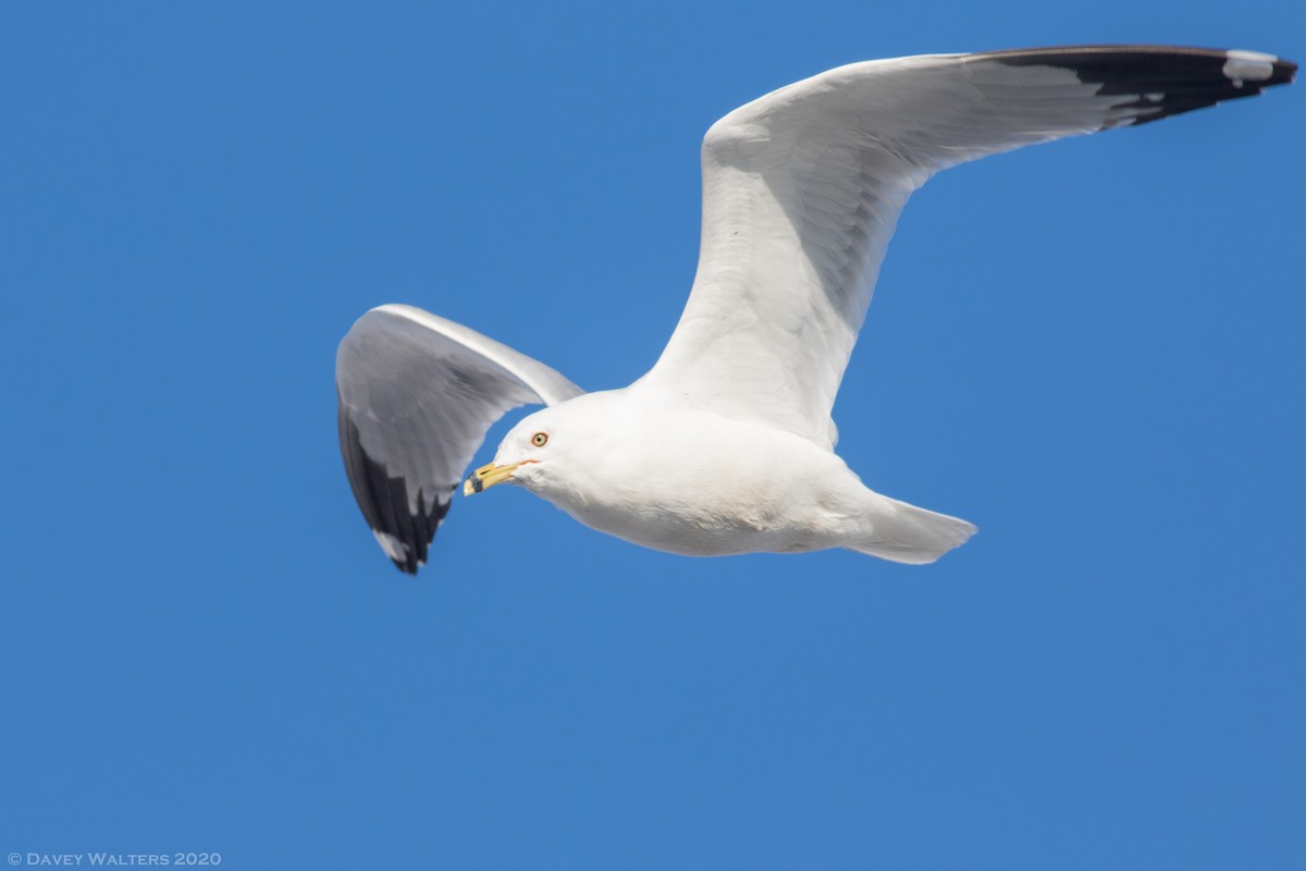 Ring-billed Gull - Davey Walters