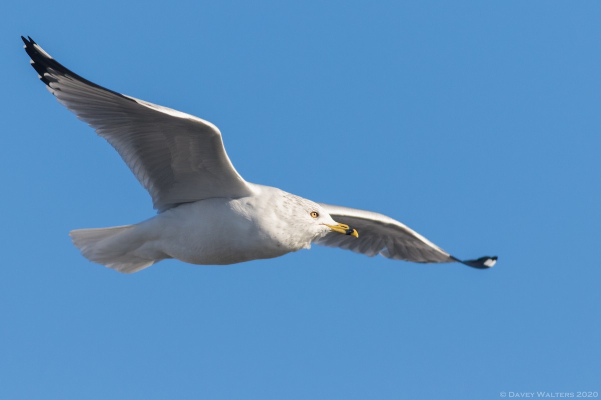 Ring-billed Gull - Davey Walters