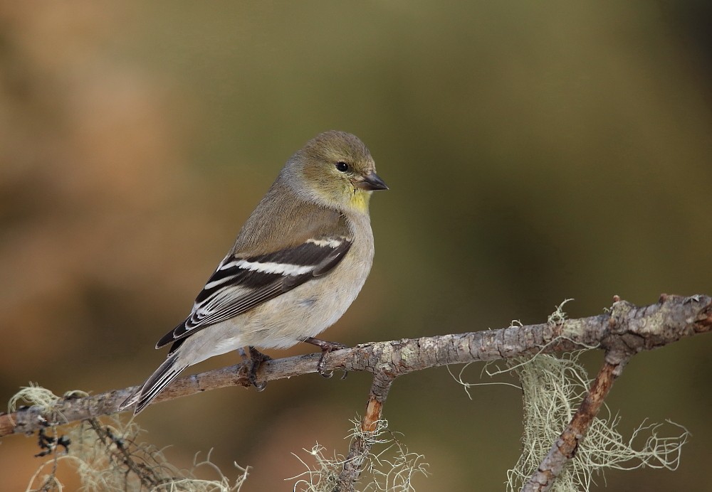 American Goldfinch - Josée Rousseau