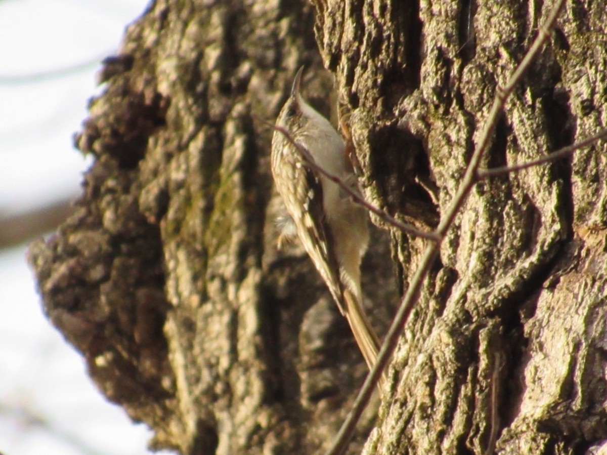 Brown Creeper - ML218094321