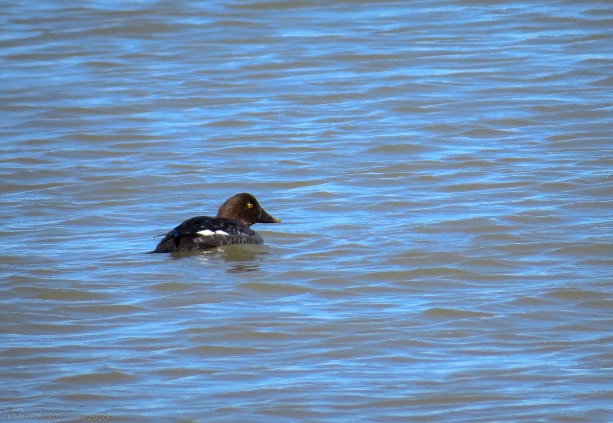 Common Goldeneye - ML218094751