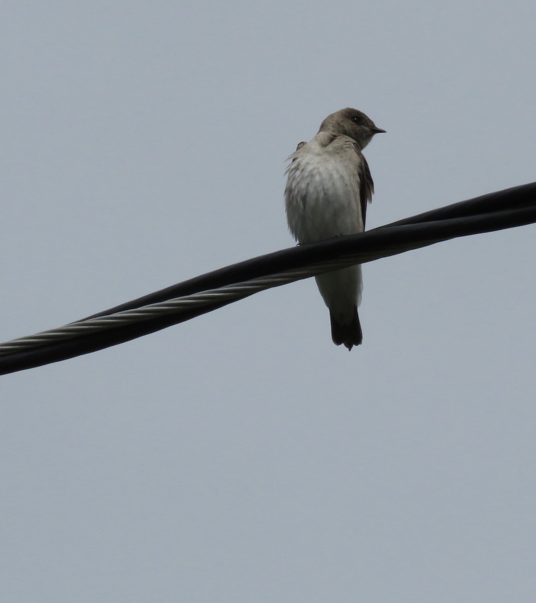 Northern Rough-winged Swallow - Jim Royer