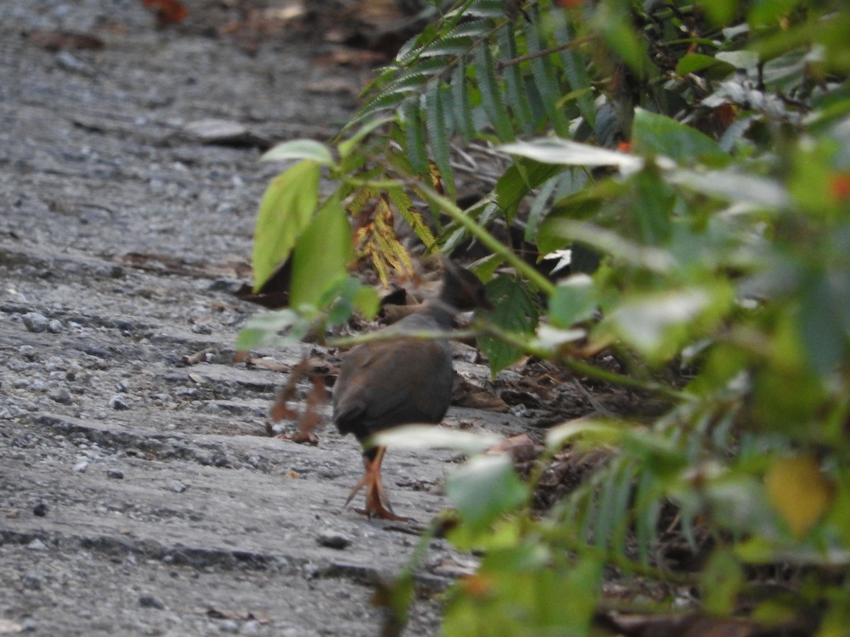 Orange-footed Megapode - ML21809651