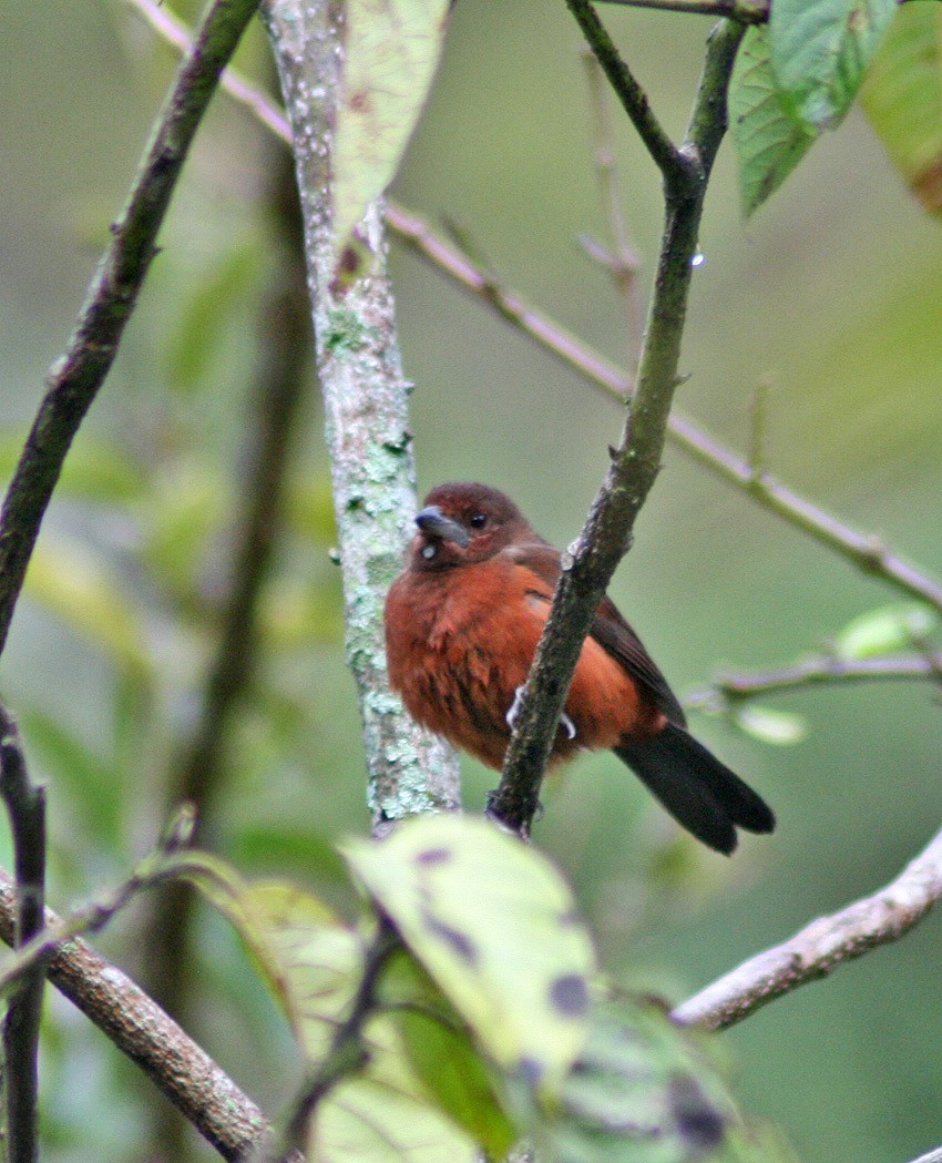 Silver-beaked Tanager - ML218096811