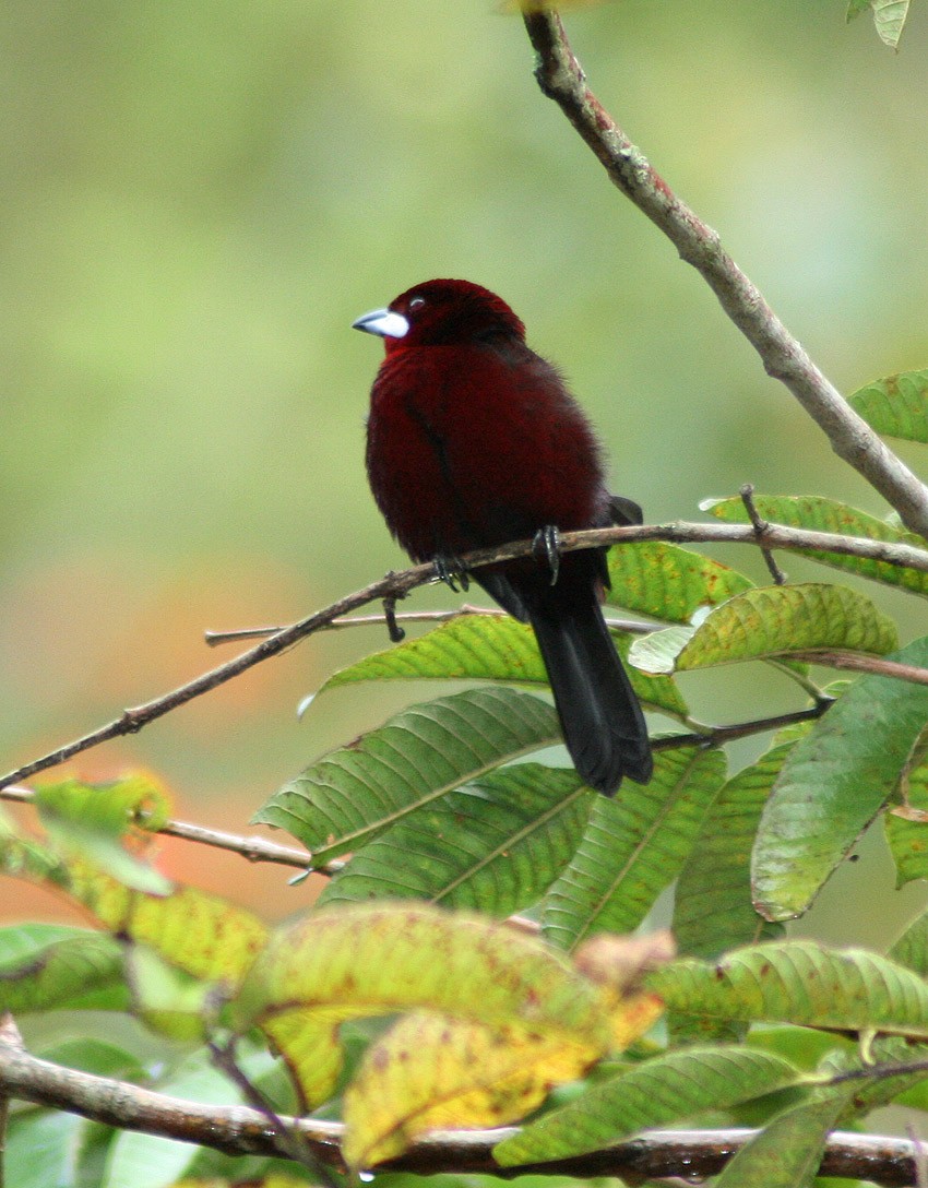 Silver-beaked Tanager - ML218096831