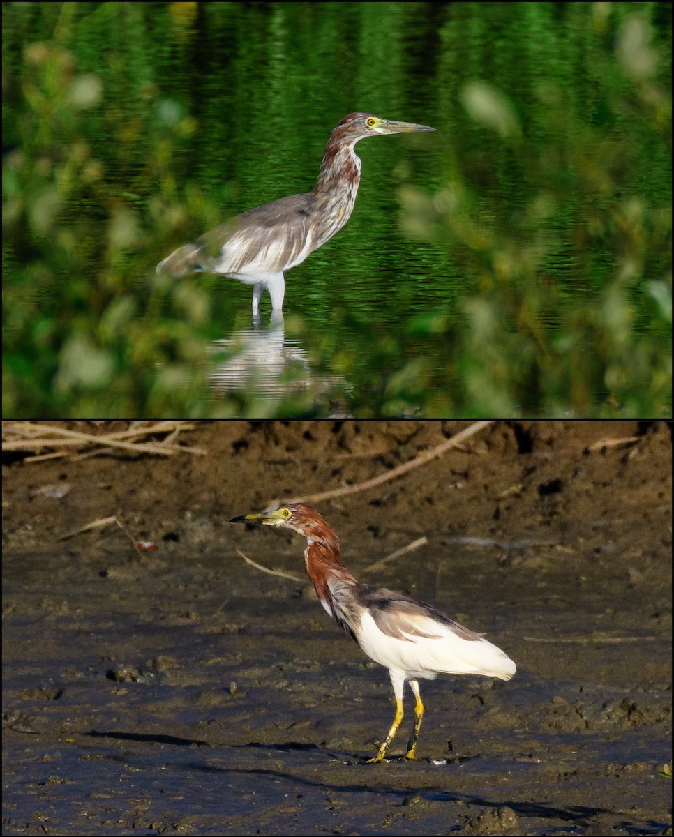 Chinese Pond-Heron - ML218098611