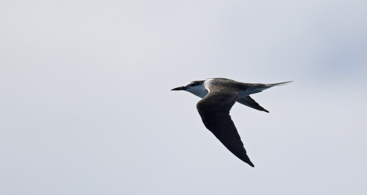 Bridled Tern - ML21810001