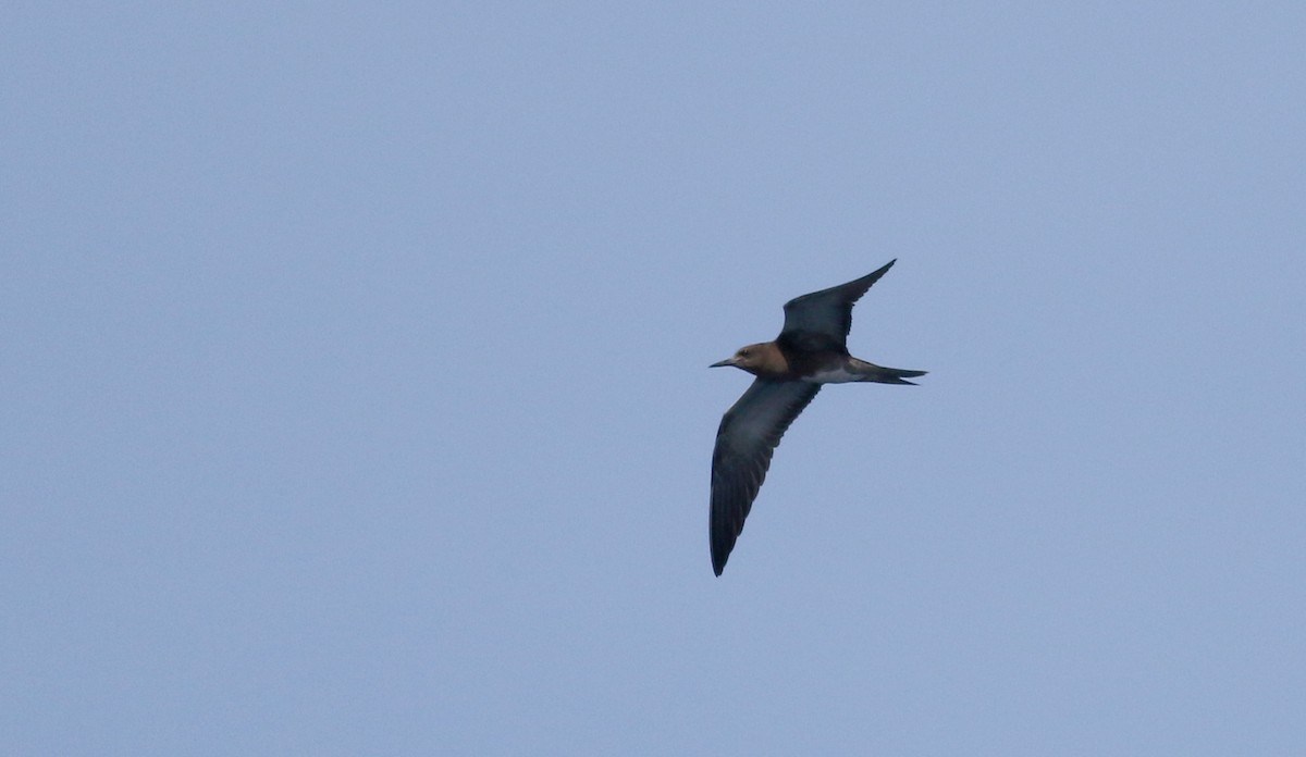 Sooty Tern - ML21810051