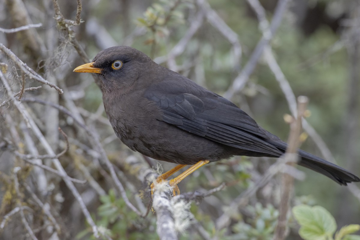 Sooty Thrush - ML218100631