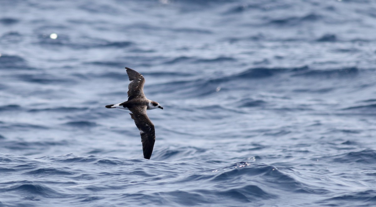 Black-capped Petrel - ML21810141