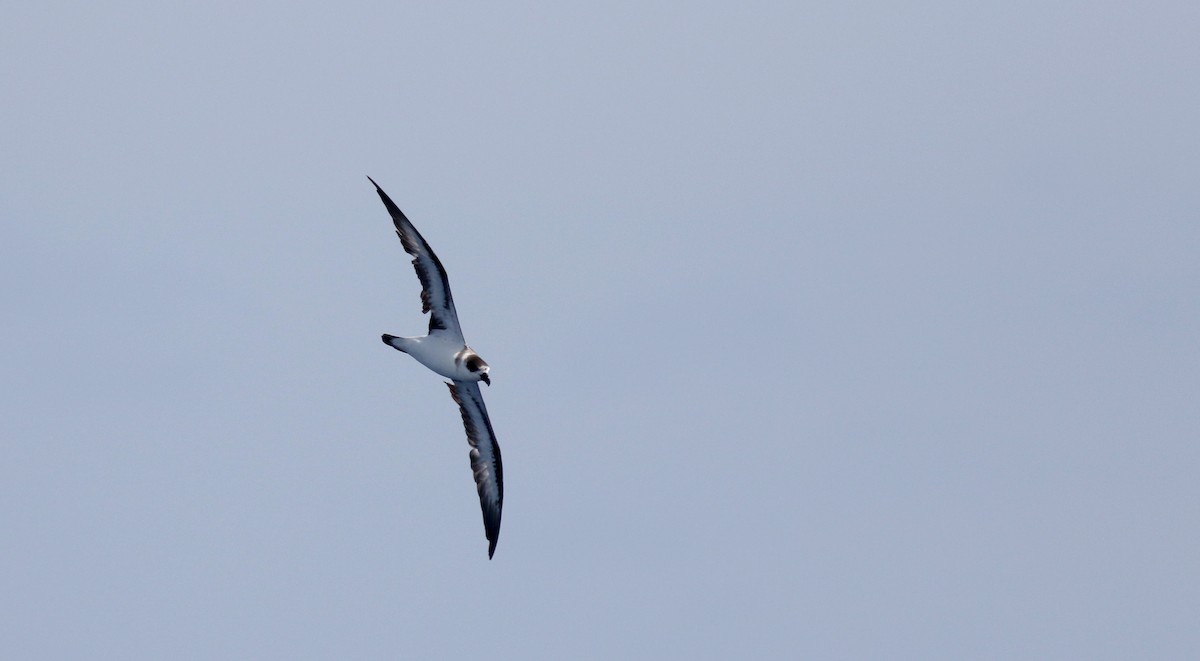 Black-capped Petrel - ML21810151