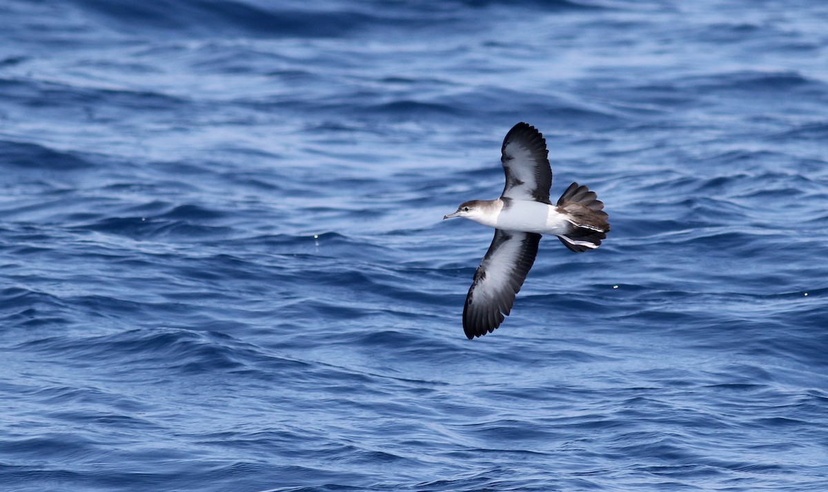 Sargasso Shearwater - Jay McGowan
