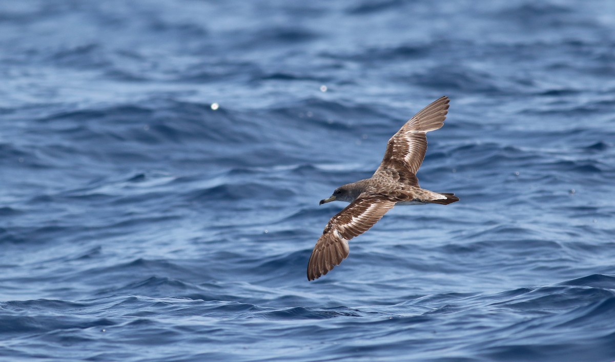 Cory's Shearwater (borealis) - ML21810231