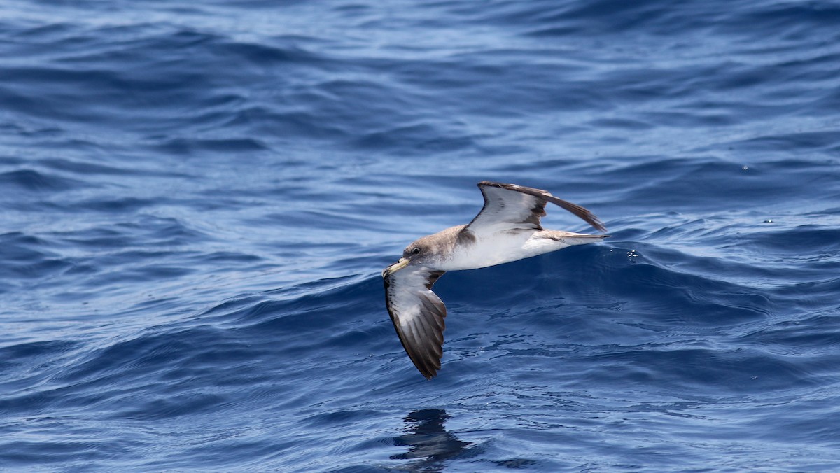 Cory's Shearwater (borealis) - ML21810271