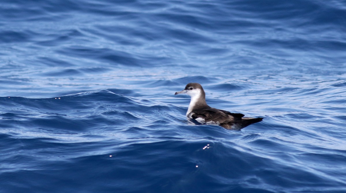 Audubon's Shearwater - ML21810281