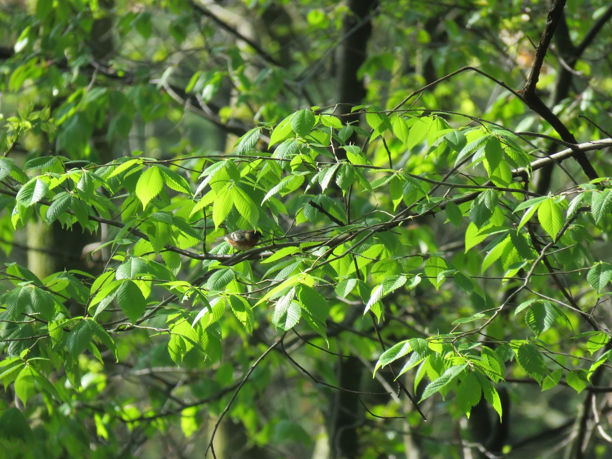 Bay-breasted Warbler - ML218102851