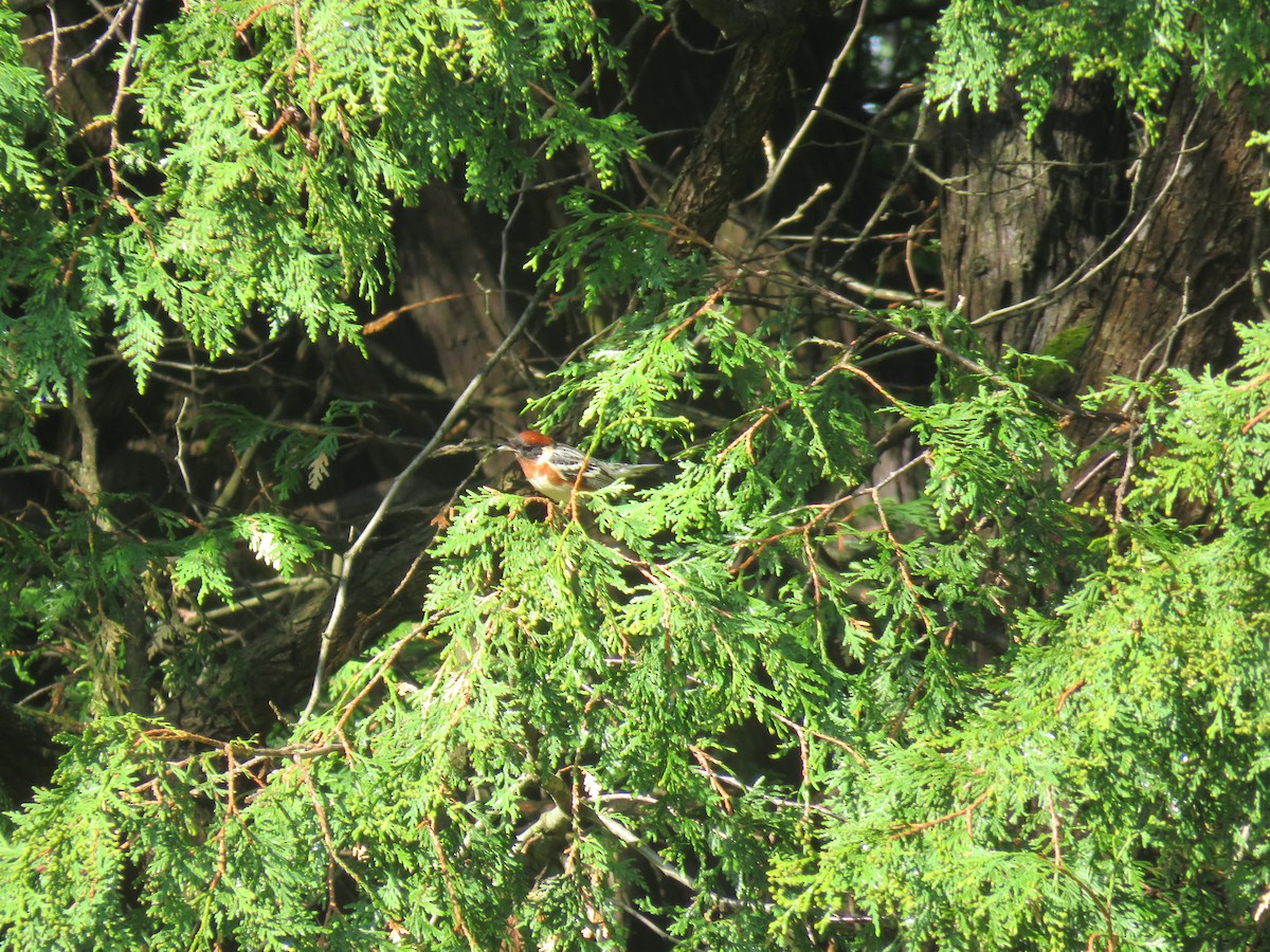 Bay-breasted Warbler - ML218102881