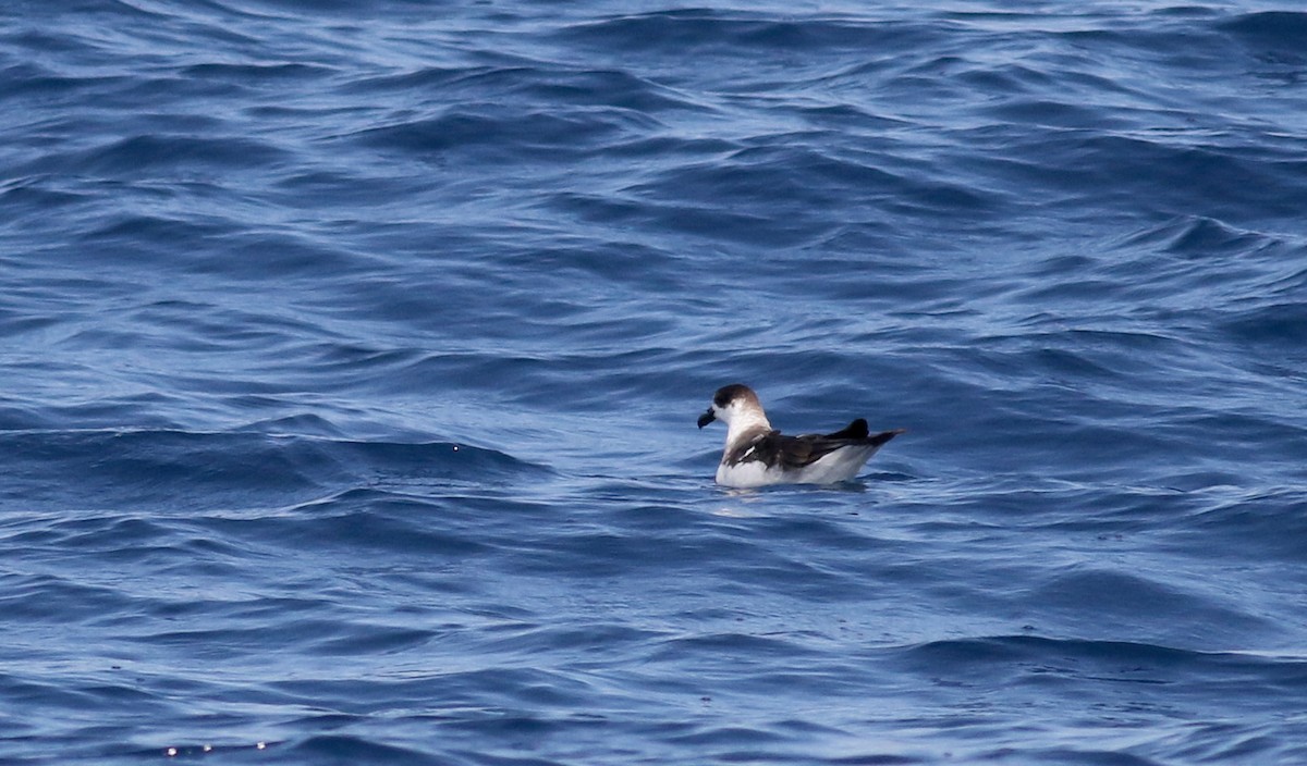 ズグロシロハラミズナギドリ（White-faced） - ML21810321