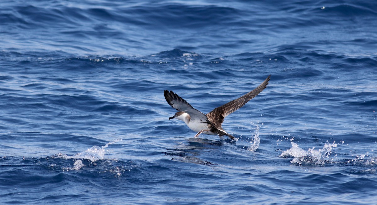 Great Shearwater - ML21810461