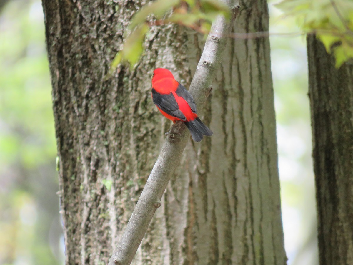 Scarlet Tanager - ML218107871