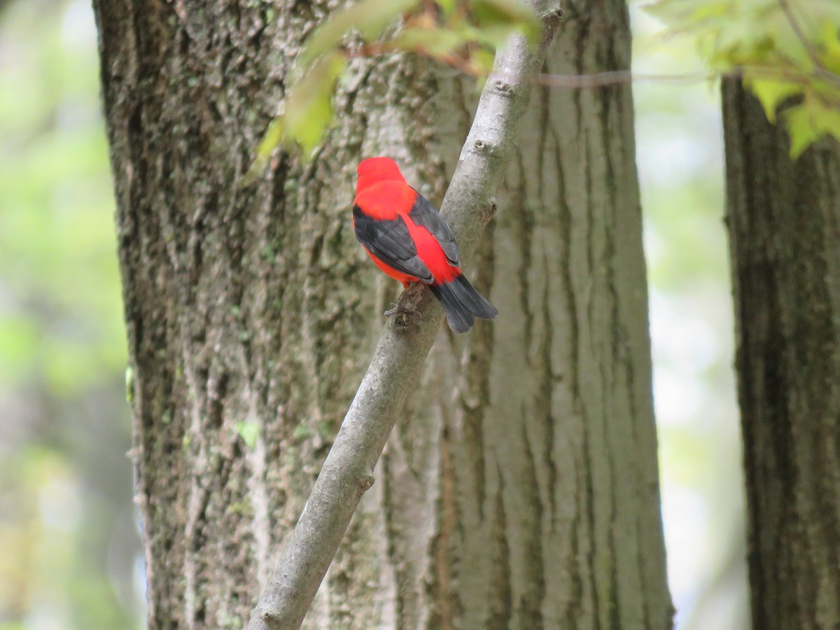 Scarlet Tanager - ML218107911