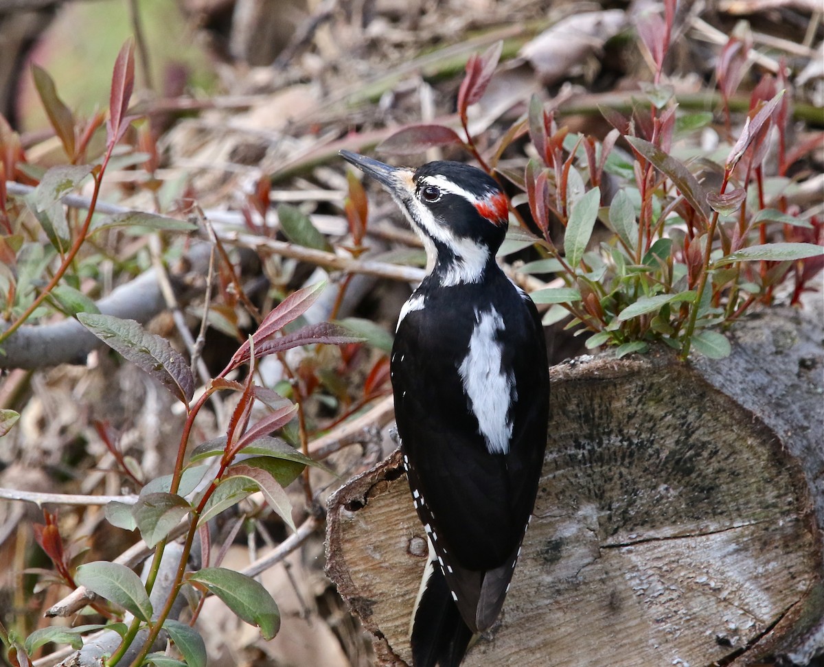 Hairy Woodpecker - Pair of Wing-Nuts
