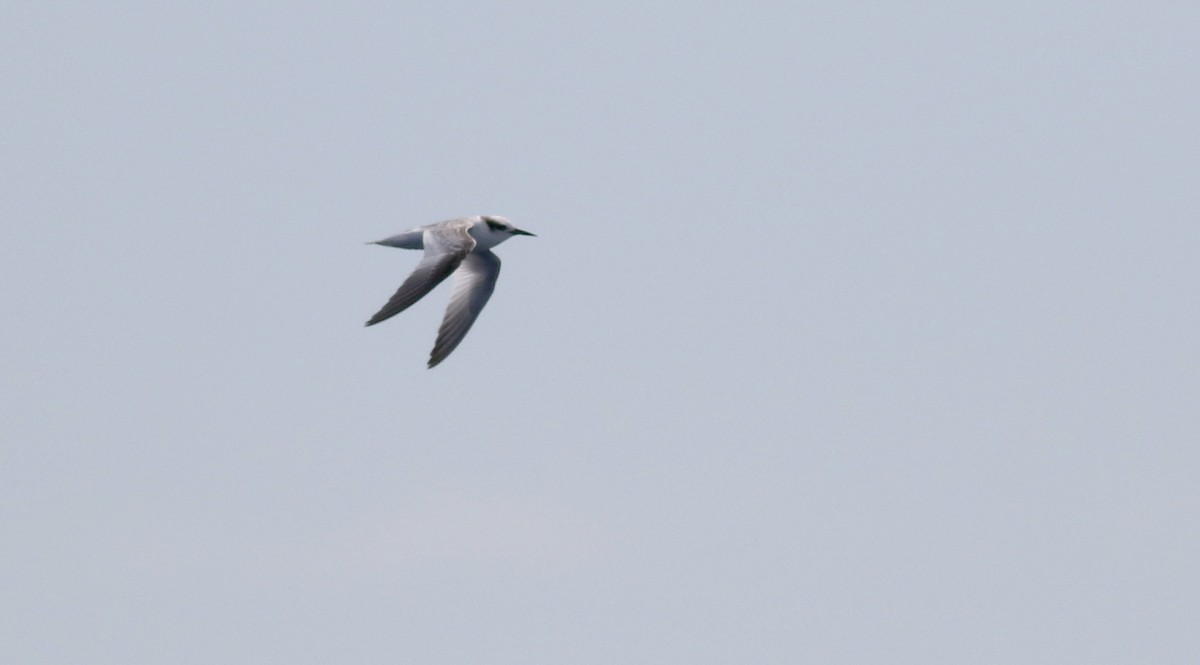 Least Tern - ML21810881