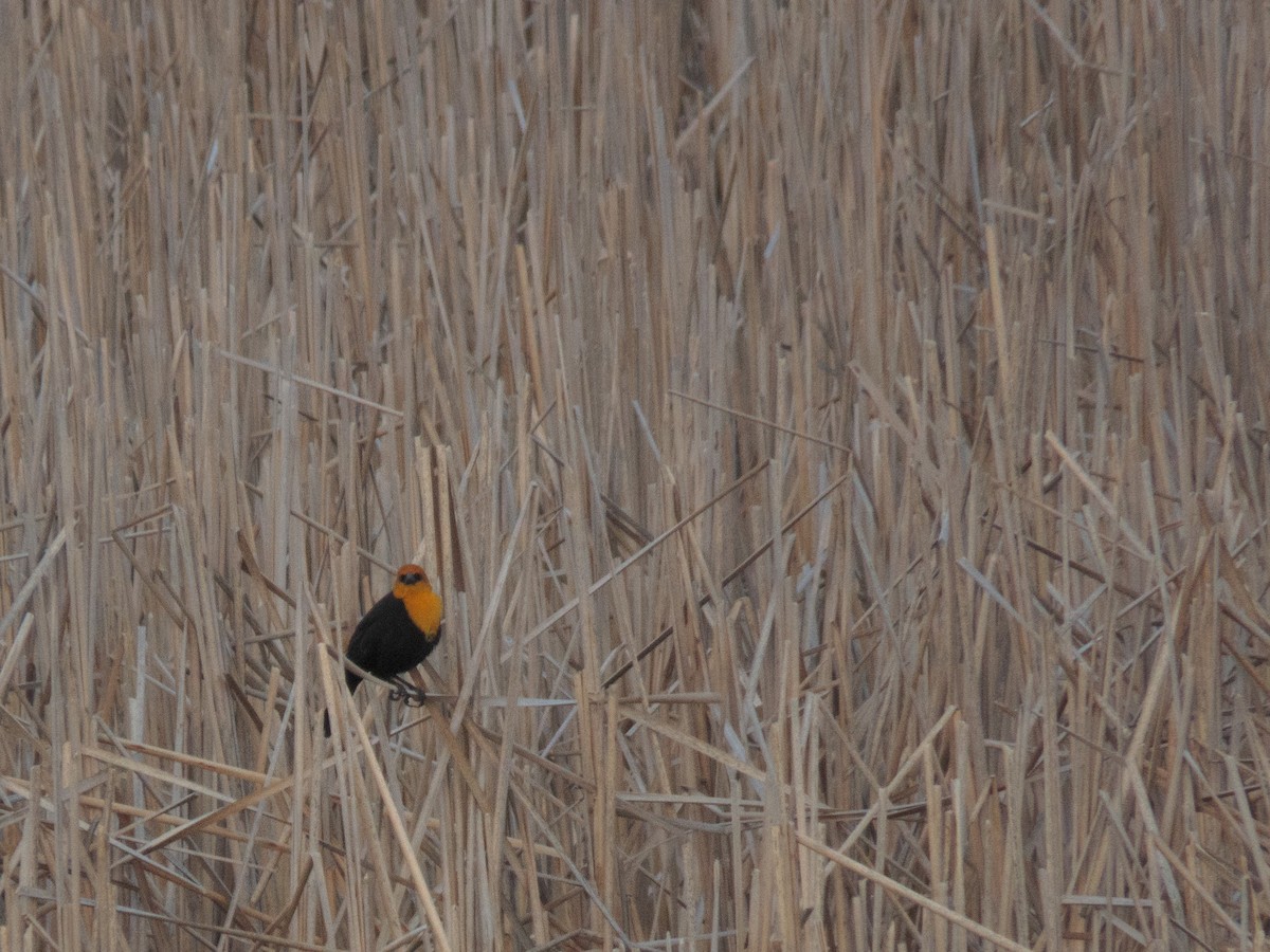 Yellow-headed Blackbird - ML218109321