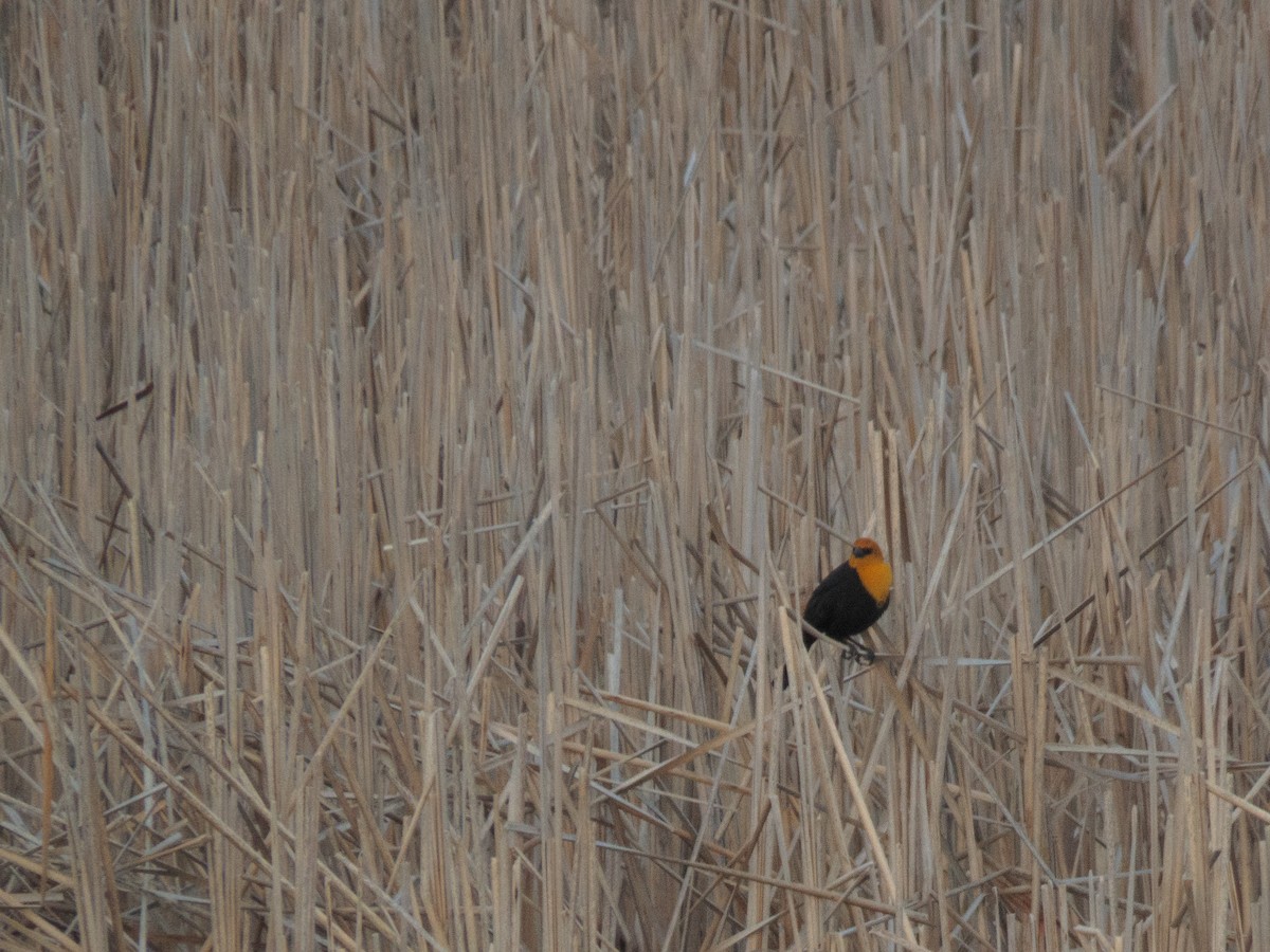 Yellow-headed Blackbird - ML218109361