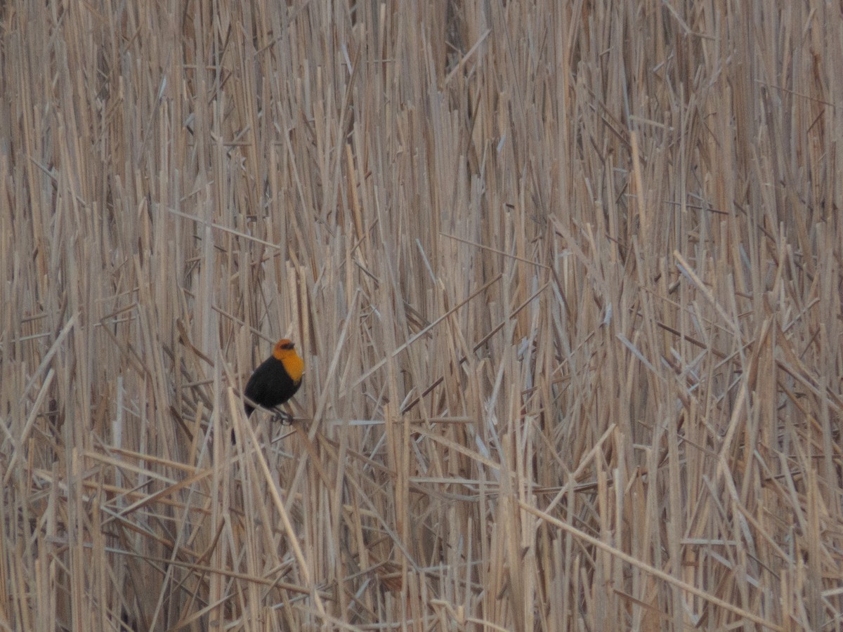 Yellow-headed Blackbird - ML218109371