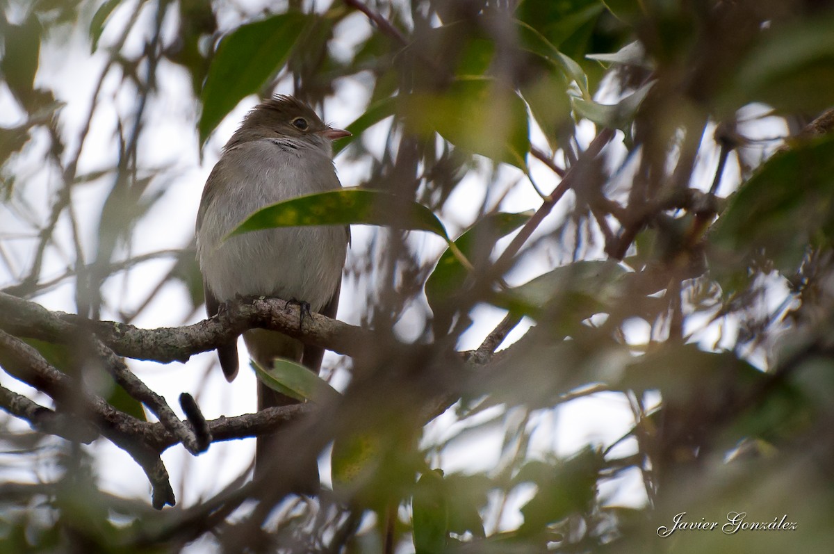 Small-billed Elaenia - ML218109661