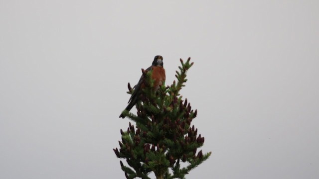 American Robin - ML218112021