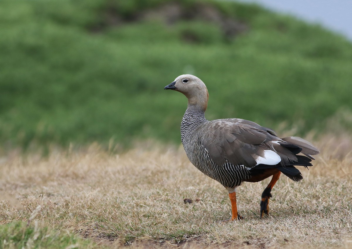 Ruddy-headed Goose - ML21811211