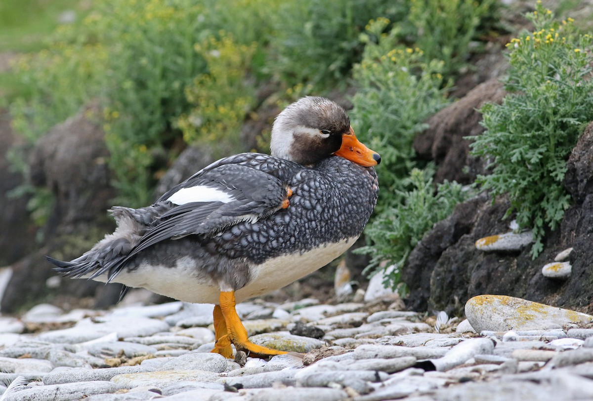 Falkland Steamer-Duck - ML21811291