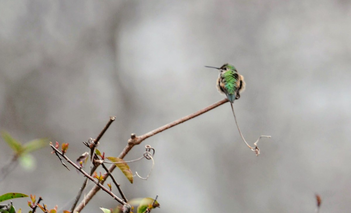 Broad-tailed Hummingbird - Nick  Kontonicolas
