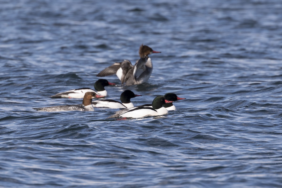 Common Merganser - Anthony Gliozzo