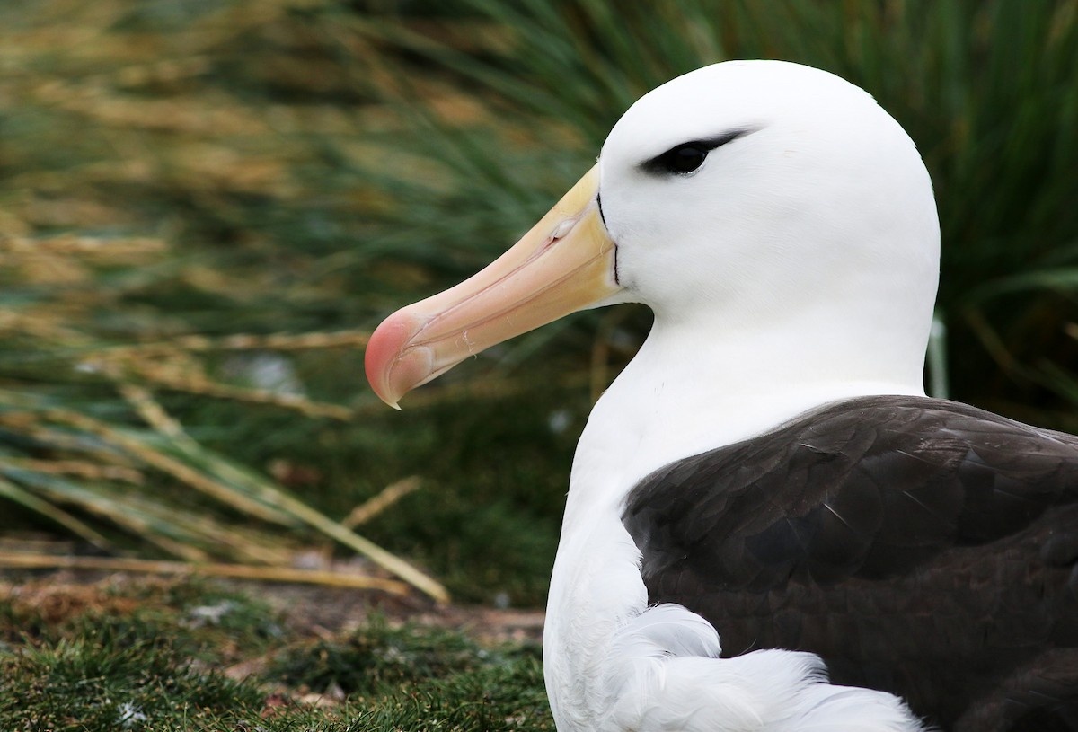 Black-browed Albatross - ML21811411