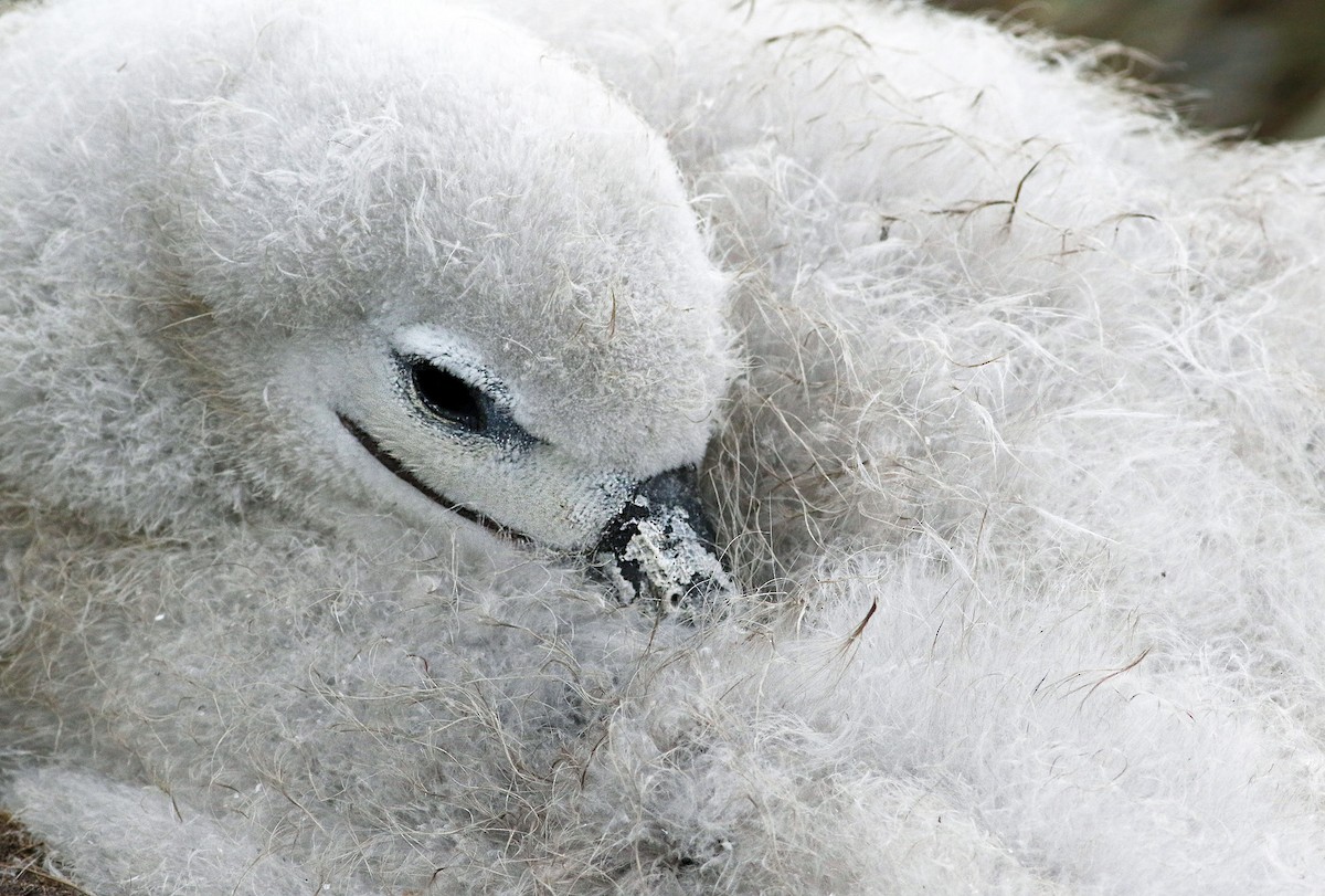 albatros černobrvý - ML21811441
