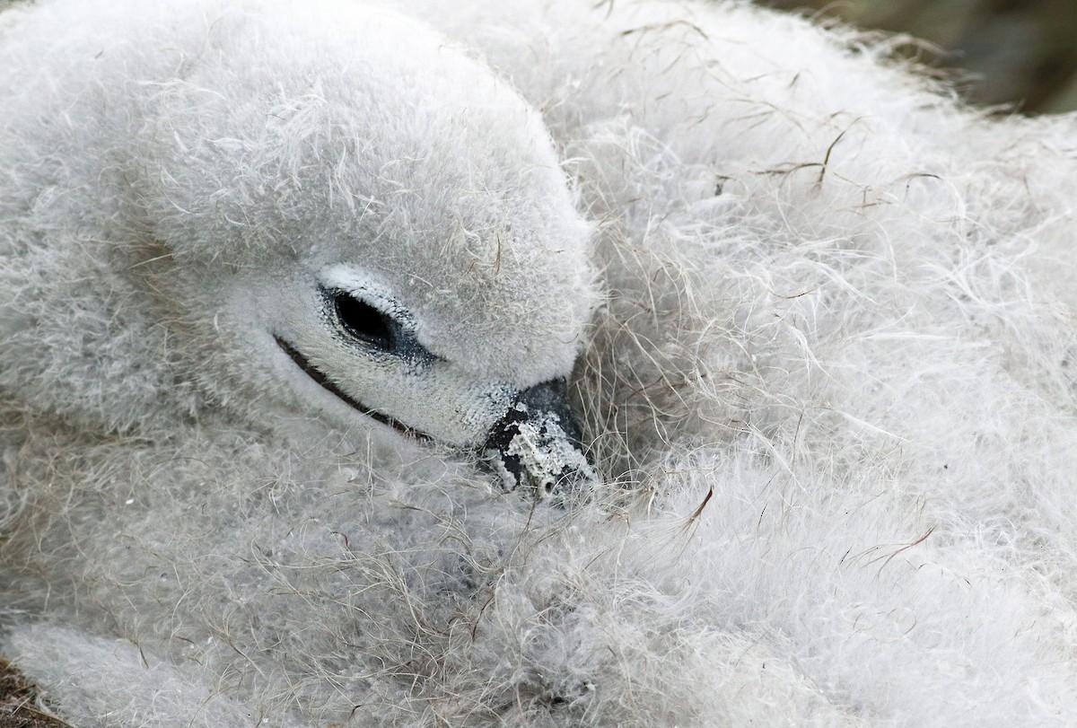 Black-browed Albatross - ML21811441